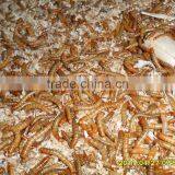 Wholesale 2.8 cm Bird Food Freeze Dried Mealworms thumbnail-1