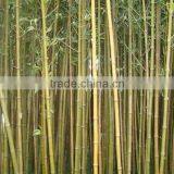 Fake Bamboo Plant Sticks ,Artificial Bamboo Poles Lucky Bamboo Garden Decorative thumbnail-3