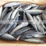 China fresh frozen bonito whole round