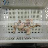 Mix of Seafood thumbnail-3