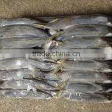 Frozen W/R Seafood Pacific Mackerel High-quality Pacific Mackerel thumbnail-4