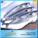 Hot Selling Cheap Frozen Mackerel Price in China thumbnail-3