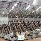 Sophora Japonica Outdoor Plants thumbnail-1