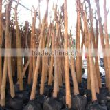 Ficus Religiosa for shipment