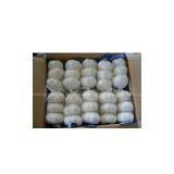 Fresh White Garlic thumbnail-1