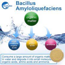 Bacillus Amyloliquefaciens thumbnail-4