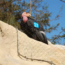 Zoo Netz/Gefiederviehnetz aus Edelstahl/Vogelhausnetz/Drahtseilnetz aus Edelstahl/Netz thumbnail-4