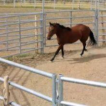 USA Hot Selling Wholesale Bulk Livestock Horse Panels 12ft Heavy Duty Corral Panels Livestock Fence Portable Metal thumbnail-2