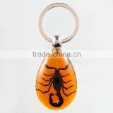 Real Insect Keychain With Scorpion thumbnail-5