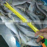 Whole Round Frozen Japanese Jack Mackerel/Trachurus Japonicus