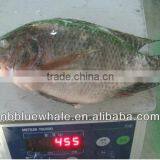 Tilapia