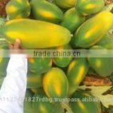 Fresh Papya Exporters in India thumbnail-2