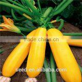 Yellow Beauty Early Maturity Yellow Skin Hybrid Squash Seeds