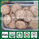 Stump Mushrooms,Shiitake Mushroom Plugs,Shiitake Log thumbnail-1