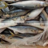 Frozen seafood WR mackerel 8-10pcs/kg for market