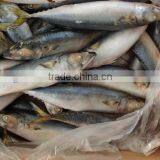 Frozen Seafood WR Mackerel 8-10pcs/kg for Market