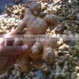 Vietnam Fresh Ginger thumbnail-3
