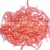 S17/ TEJA CHILLY thumbnail-2