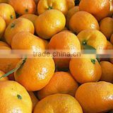 Top Nanfeng mandarin orange