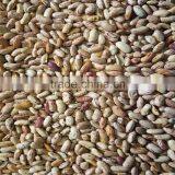 JSX extract LSKB great price dried light speckled kidney beans