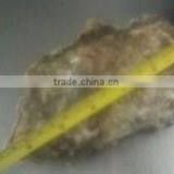 Live Pacific Oyster thumbnail-5