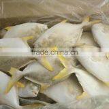 Golden Pomfret Quality Good thumbnail-2