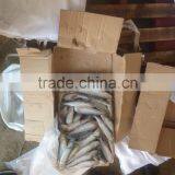 NEW FISH FROZEN SARDINE SEAFOOD FOR SALE thumbnail-3