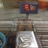 Frozen Mackerel Scad Fish Deep-bodied Round Scad(galongon) thumbnail-1