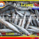 IQF LAYANG SCAD WHOLE ROUND thumbnail-3