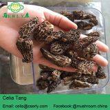 Dried Morels Morchella Esculenta thumbnail-5