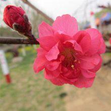 Price List of Small Prunus Persica Var. Duplex Seedlings, Quotation of Prunus Persica Var. Duplex, One Prunus Persica Var. Duplex Tree thumbnail-1