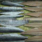 Spanish Mackerel /Fillets/Cut