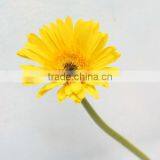 Pure and Mild Flavor Hot Selling Home Decorative Fresh Gerbera thumbnail-4