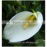 Wholesale High Quality Beautiful Cut White Calla Lily Flower thumbnail-6
