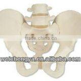 Life-Size Pelvis With 2 Pcs Lumbar Vertebrae