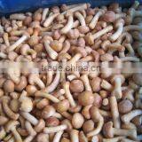 IQF Frozen Nameko Mushroom thumbnail-1