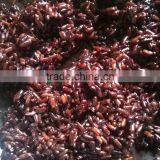 Long Grain Black Rice thumbnail-4
