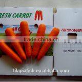 Carrot Extract, Fresh Carrot From Fujian thumbnail-1