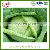 Chinese Hot Sale Fresh Cabbage With High Quality thumbnail-1