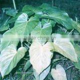 Sugandh Mantri Oil thumbnail-1