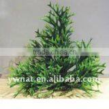 Aquarium Plants thumbnail-1