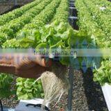 Agricultural NFT Cultivation Channel Used Greenhouse thumbnail-2