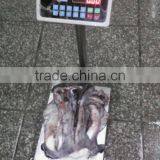 Frozen Squid Tentacle Of ILLex Squid thumbnail-2