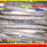 FROZEN BARRACUDA WHOLE ROUND thumbnail-1