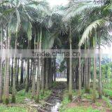 Archontophoenix Alexandrae and Rooted Outdoor Palm Trees thumbnail-3