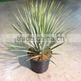 Yucca Rostrata thumbnail-2