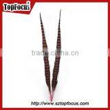 50-55 CM Natural Bulk Ringneck Tail Pheasant Feathers for Wedding Decoration thumbnail-5