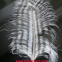 Burnt Ostrich Feather (spaced effect) From China