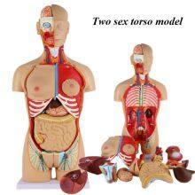 Spine Model Skull Model Muscular Model Medical Education Model