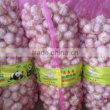 Jinxiang Garlic Normal White Fresh Garlic New Crop thumbnail-3